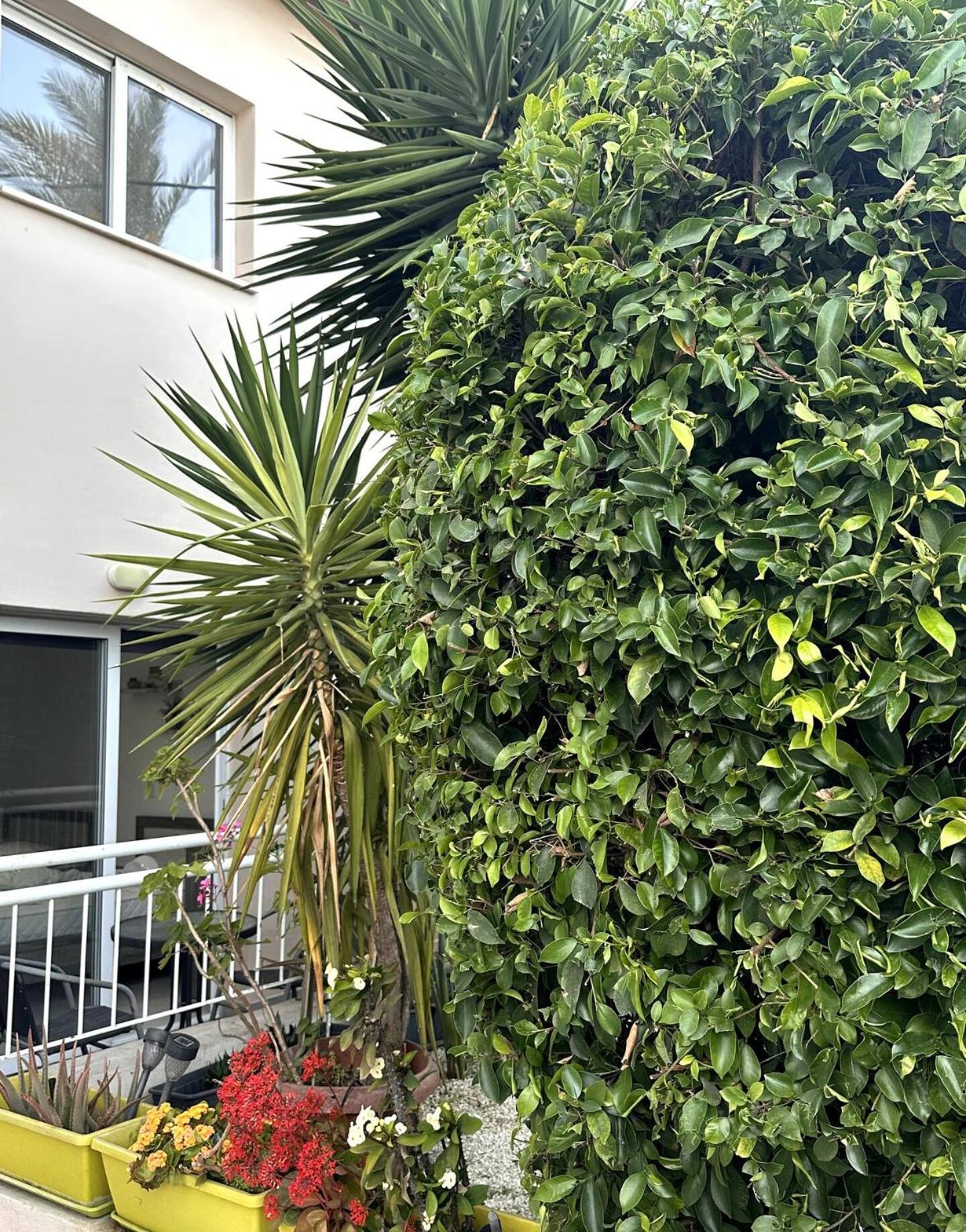 Olymbos Garden Apartment IV Ayia Napa Eksteriør billede